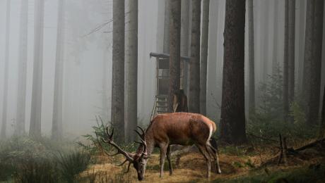 Wysokie drzewa, mglista pogoda na pierwszym planie widoczny jeleń, za nim myśliwska wieża
